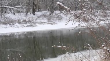 karda kuru ot rüzgarda sways.