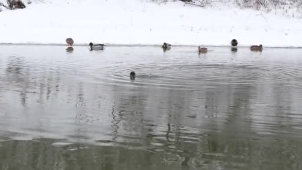 鸭子冬天在薄冰上在冬天的河 — 图库视频影像