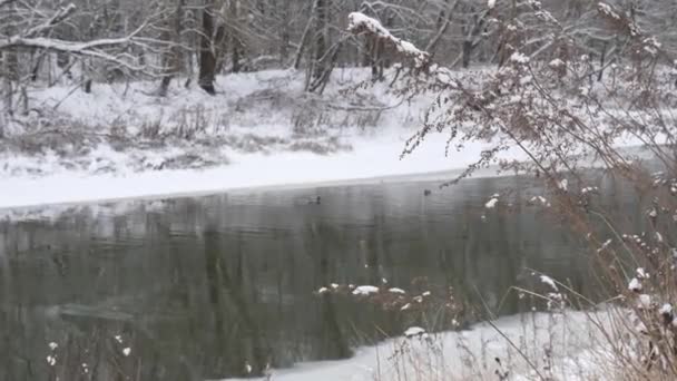 雪の中で乾いた草が風に揺れる — ストック動画