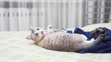 barınak üzerinde dinlenme eğlenceli Rusya-Avrupa stenografi kedi.