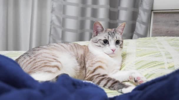 Amusing Russian European Shorthair Cat Resting Shelter — Stock Video