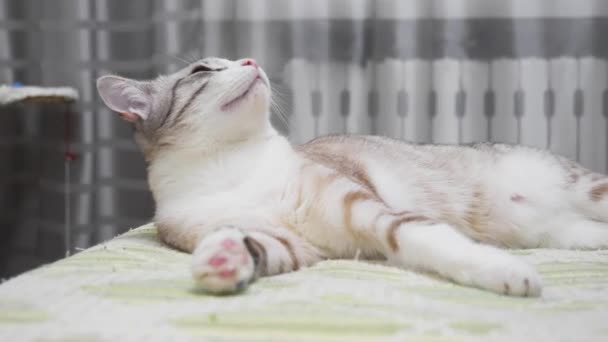 Забавні Російсько Європейська Короткошерста Кішка Відпочиває Притулок — стокове відео