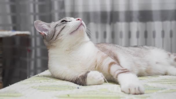 Забавная Русско Европейская Короткошерстная Кошка Отдыхает Приюте — стоковое видео