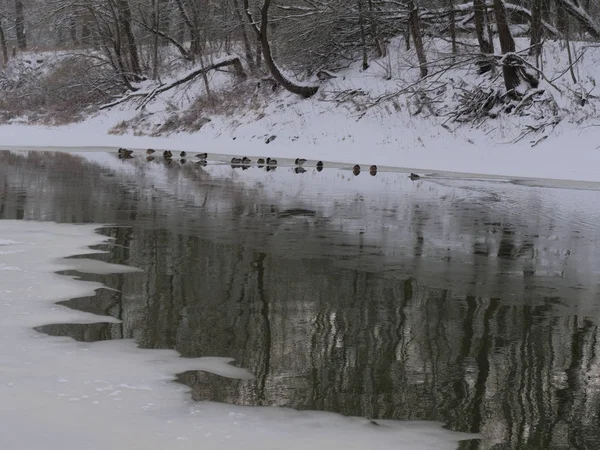 Enten Überwintern Auf Dünnem Eis Auf Einem Winterfluss — Stockfoto