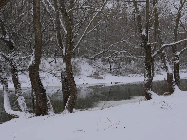 Los Patos Invernan Sobre Hielo Delgado Sobre Río Invernal — Foto de Stock