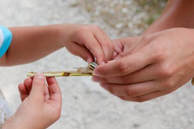 insanlar büyük ağaç salyangoz tutuyorsun