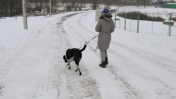 雪の中でのポインター犬の散歩陽気な美少女 — ストック動画