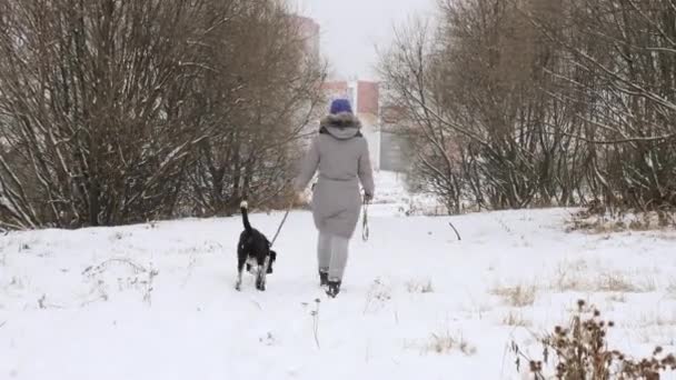 Hermosa Chica Alegre Paseando Perro Puntero Nieve — Vídeos de Stock