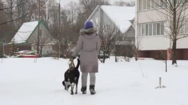 Güzel neşeli kız köpek işaretçi karda yürüyüş.