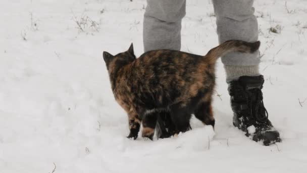 Красива Весела Дівчина Гуляє Собакою Вказівник Снігу — стокове відео