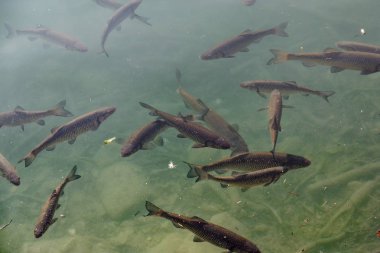 Berrak su bir göl yüzey üzerinde Barcis, Pordenone, İtalya içinde büyük balık yüzüyor