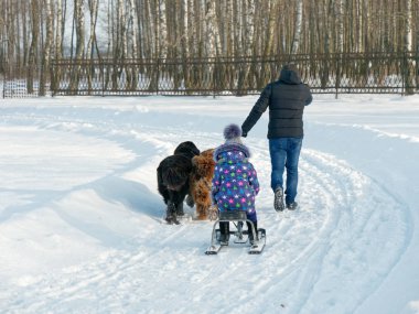 Gomel, Beyaz Rusya - 20 Ocak 2019: bir adam bir çocuk bir kızağa köpek kızağı 5 rulo