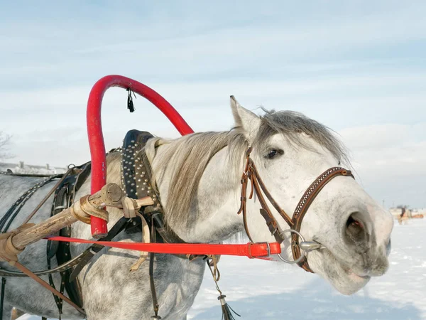 Schimmel Geschirr Freien Winter — Stockfoto