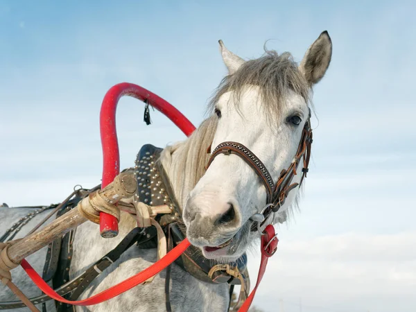 Schimmel Geschirr Freien Winter — Stockfoto