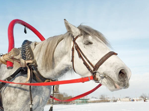 Cavallo Grigio Imbracatura Vicino All Aperto Inverno — Foto Stock