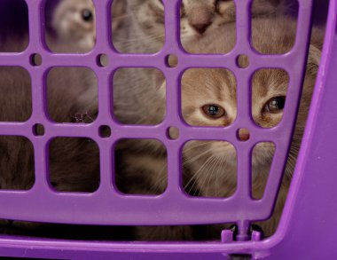 küçük yavru kedi a evde beslenen hayvan nakliyeci 5 oturmak