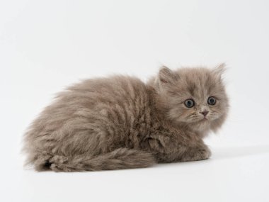Scottish fold beyaz arka plan kitten oturur