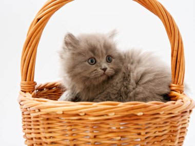 komik küçük İskoç kedi hasır kedi evden oturmuş