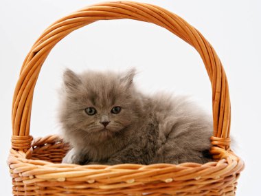 komik küçük İskoç kedi hasır kedi evden oturmuş