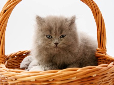 komik küçük İskoç kedi hasır kedi evden oturmuş