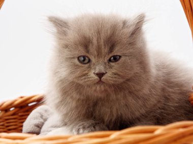 komik küçük İskoç kedi hasır kedi evden oturmuş