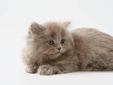 Scottish fold beyaz arka plan kitten oturur