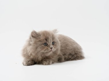 Scottish fold beyaz arka plan kitten oturur