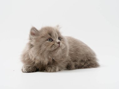 Scottish fold beyaz arka plan kitten oturur