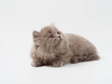 Scottish fold beyaz arka plan kitten oturur