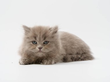 Scottish fold beyaz arka plan kitten oturur
