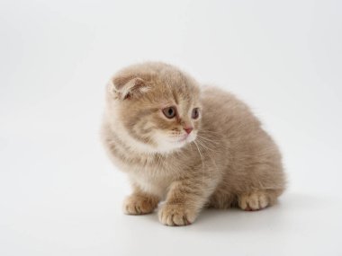 Scottish fold beyaz arka plan kitten oturur