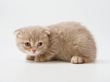 Scottish fold beyaz arka plan kitten oturur