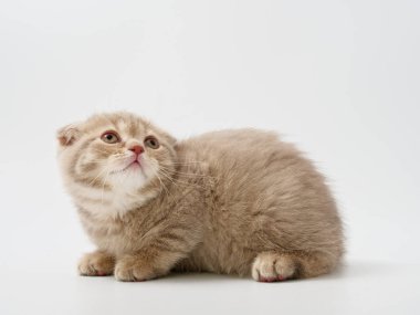 Scottish fold beyaz arka plan kitten oturur