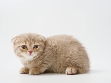 Scottish fold beyaz arka plan kitten oturur