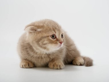 little kittens british fold on white background