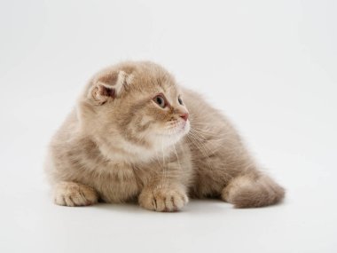 little kittens british fold on white background