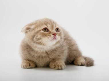 Scottish fold beyaz arka plan kitten oturur