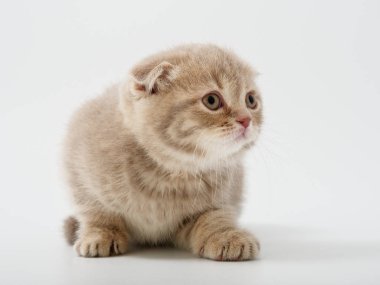 Scottish fold beyaz arka plan kitten oturur