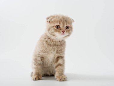 Scottish fold beyaz arka plan kitten oturur