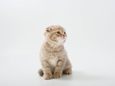 Scottish fold beyaz arka plan kitten oturur