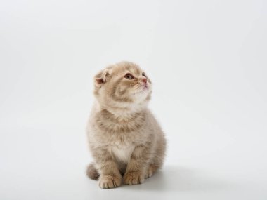 Scottish fold beyaz arka plan kitten oturur