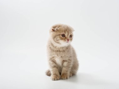 Scottish fold beyaz arka plan kitten oturur