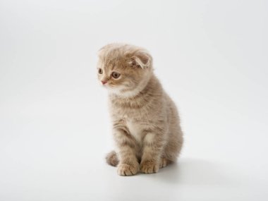 Scottish fold beyaz arka plan kitten oturur