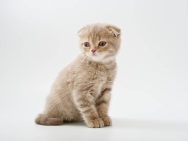 Scottish fold beyaz arka plan kitten oturur
