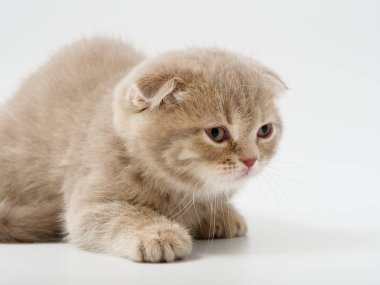 Scottish fold beyaz arka plan kitten oturur