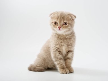 Scottish fold beyaz arka plan kitten oturur