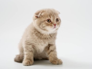 Scottish fold beyaz arka plan kitten oturur