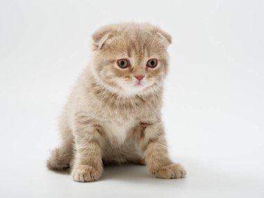 Scottish fold beyaz arka plan kitten oturur