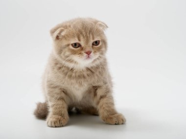 Scottish fold beyaz arka plan kitten oturur