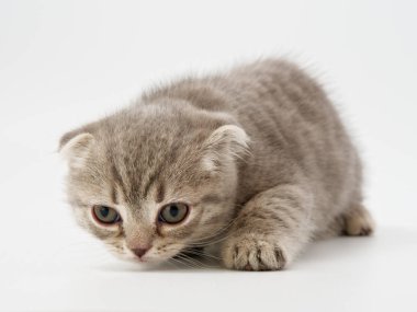 Scottish fold beyaz arka plan kitten oturur